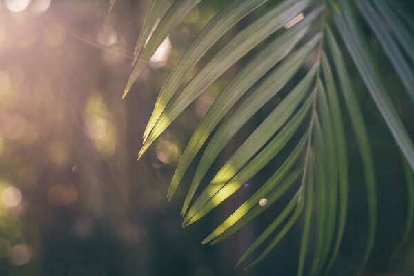 Hojas verdes iluminadas por la luz de la mañana